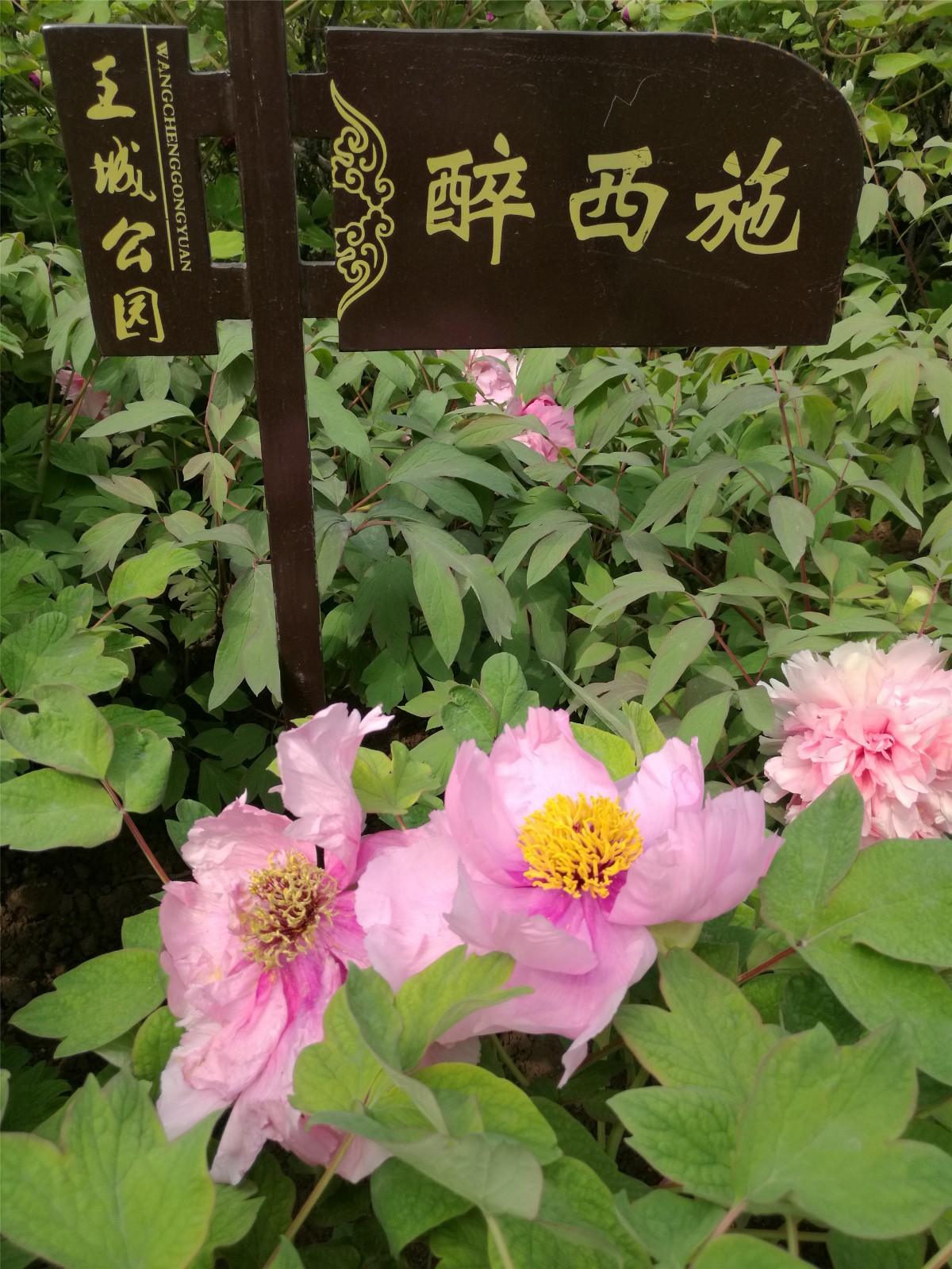 IMG_20170406_135718.jpg